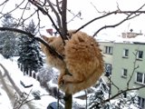 Zobacz powiększenie - Kot na drzewie w scenerii zimowej
