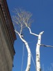 Zobacz powiększenie - To samo drzewo wczesną wiosną - kolizja z budynkiem