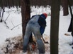 Zobacz powiększenie - Praca w lesie, zabijanie klinów przed decydujęcym cięciem