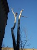 Zobacz powiększenie - Skracanie korony drzewa wychodzącej ponad dach budynku mieszkalnego