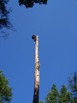 Zobacz powiększenie - Wycinka drzewa na działce rekreacyjnej - po ścięciu korony