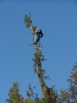 Zobacz powiększenie -   Cięcia pielęgnacyjne na drzewach wysokich z zastosowaniem technik alpinistycznych