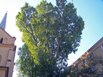Zobacz powiększenie - Drzewo przeznaczone do wycinki - zagrożenie mienia - korona drzewa ponad dachami budynków